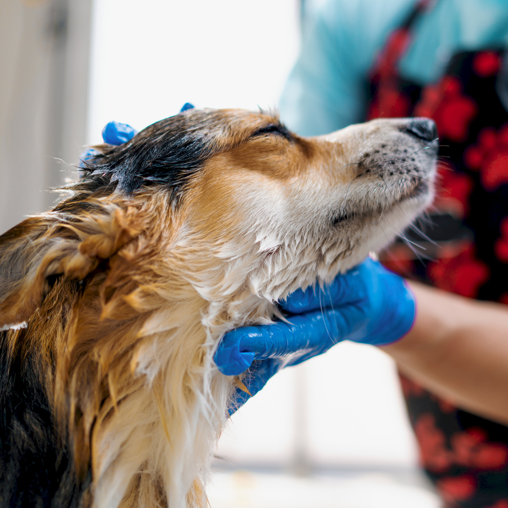 a groomer washes corgi dog in the bathroom with a special shampoo in a grooming salon pet care portrait of a wet animal