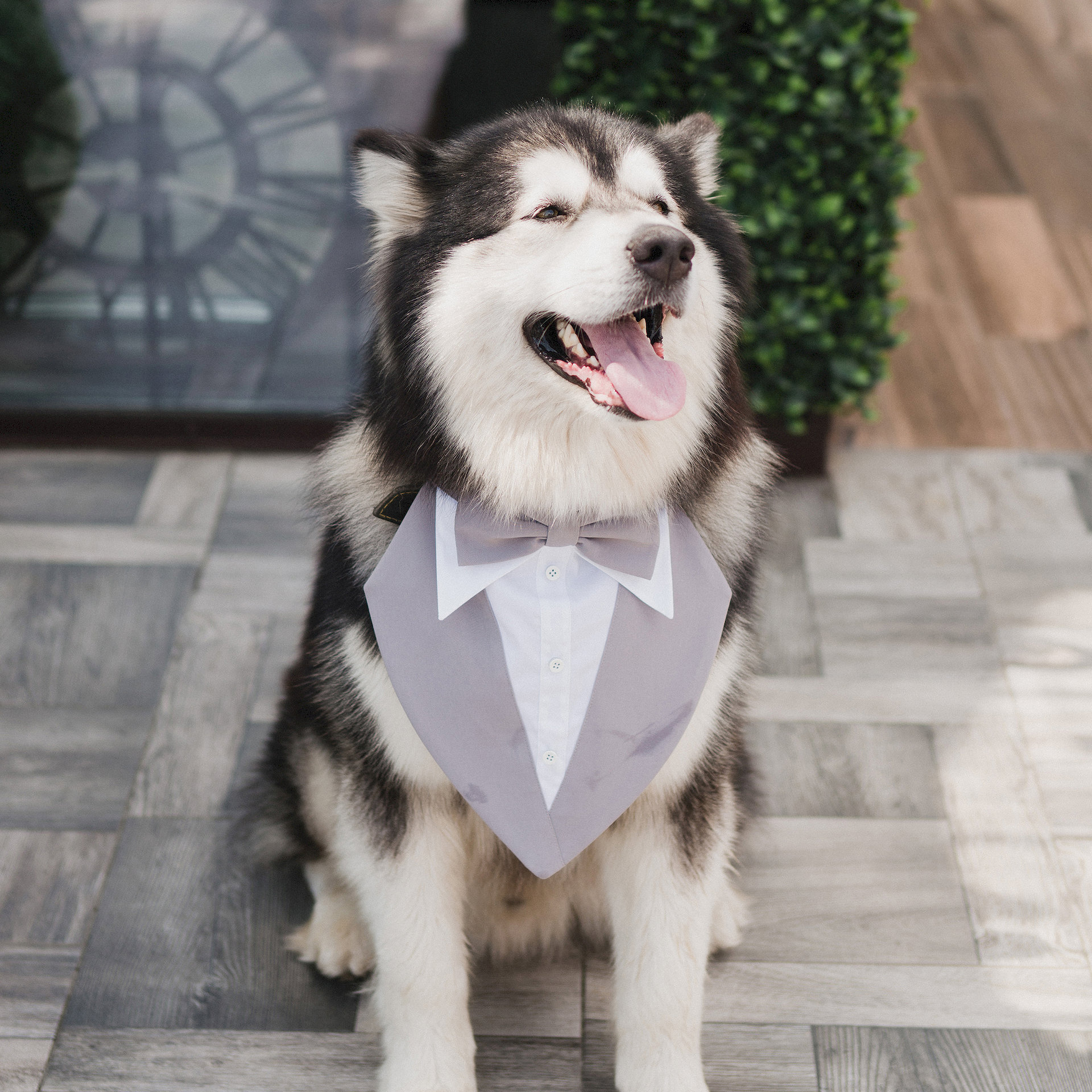 Funny and cute alaskan malamute dog at wedding dinner having fun with guests asking for food.