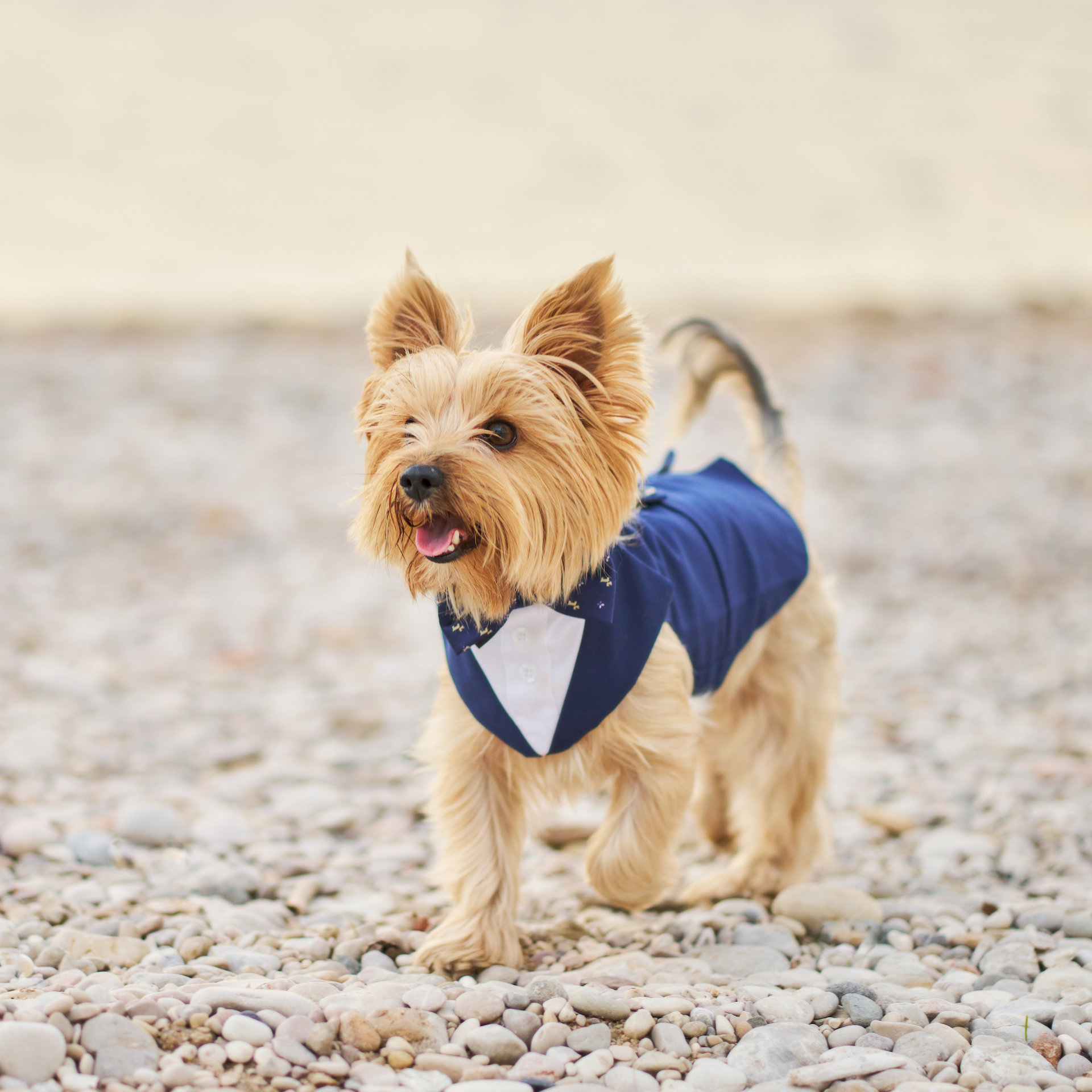 portrait of a yorkshire terrier dog with suit and bow tie